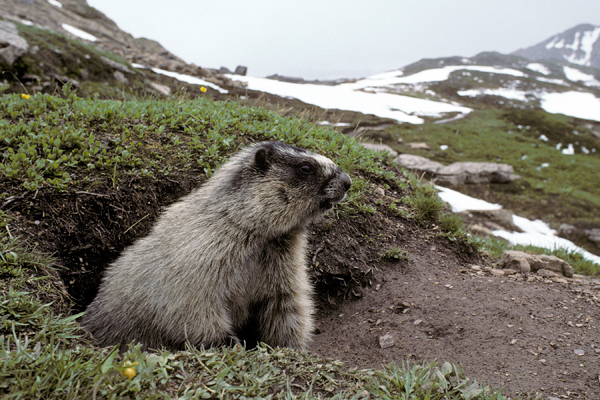 Photo of Marmota caligata by Ian Gardiner
